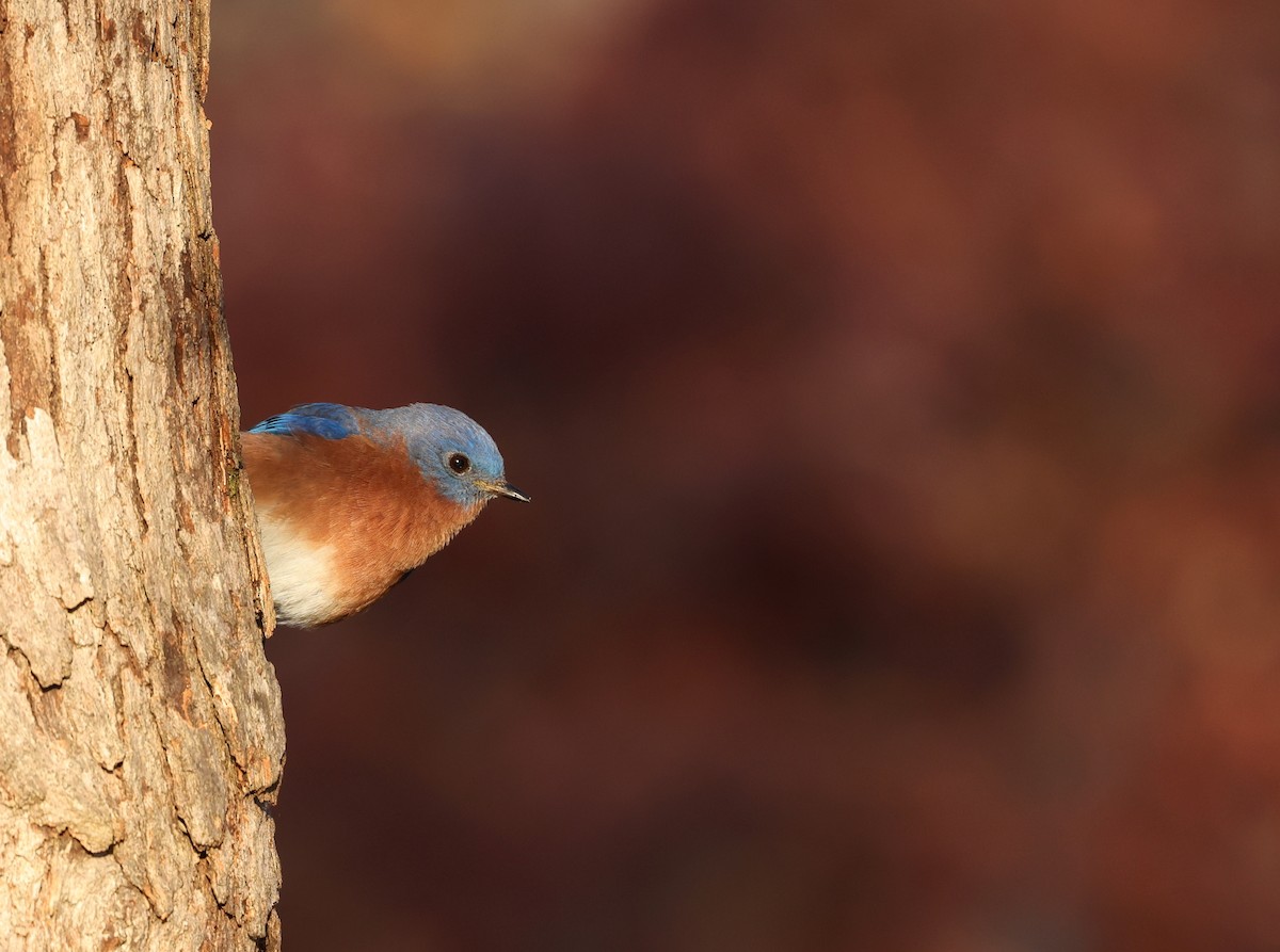 Eastern Bluebird - ML646192306