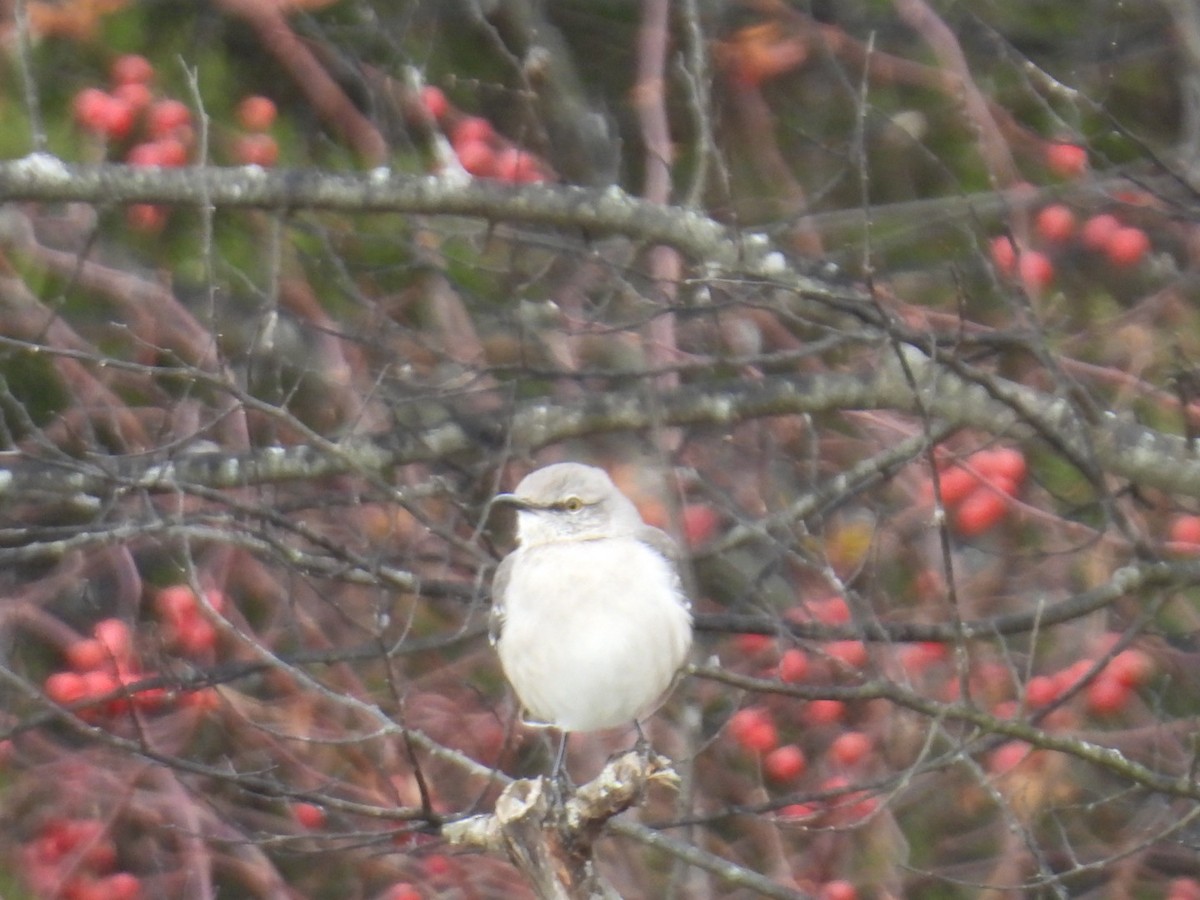 Northern Mockingbird - ML646192307