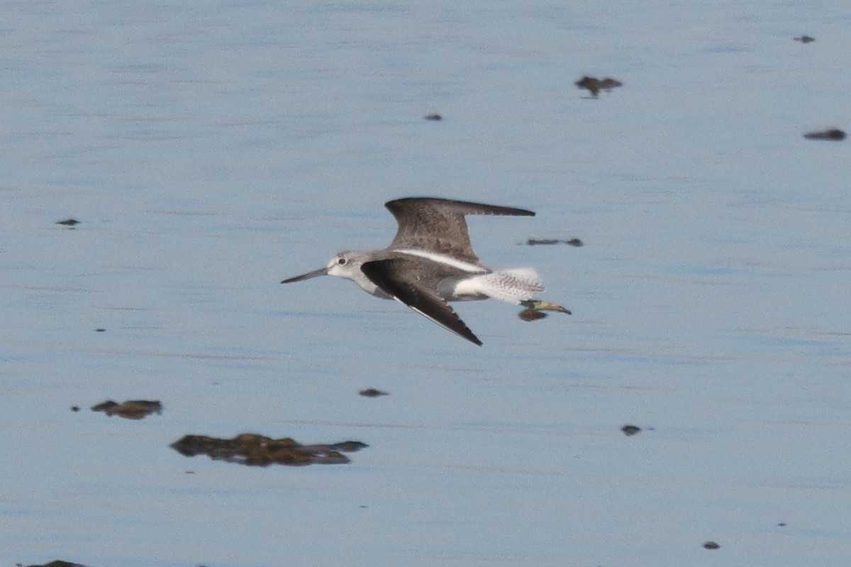 Common Greenshank - ML646192308