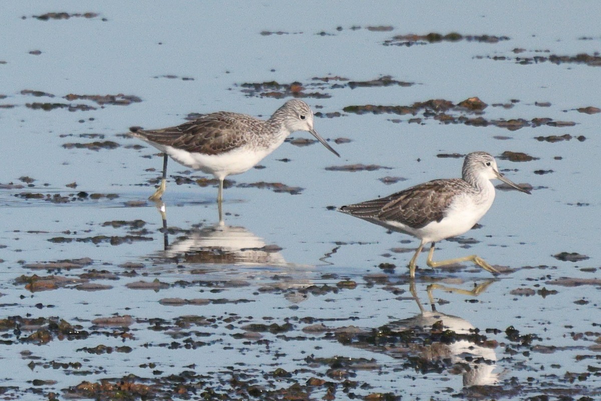 Common Greenshank - ML646192309