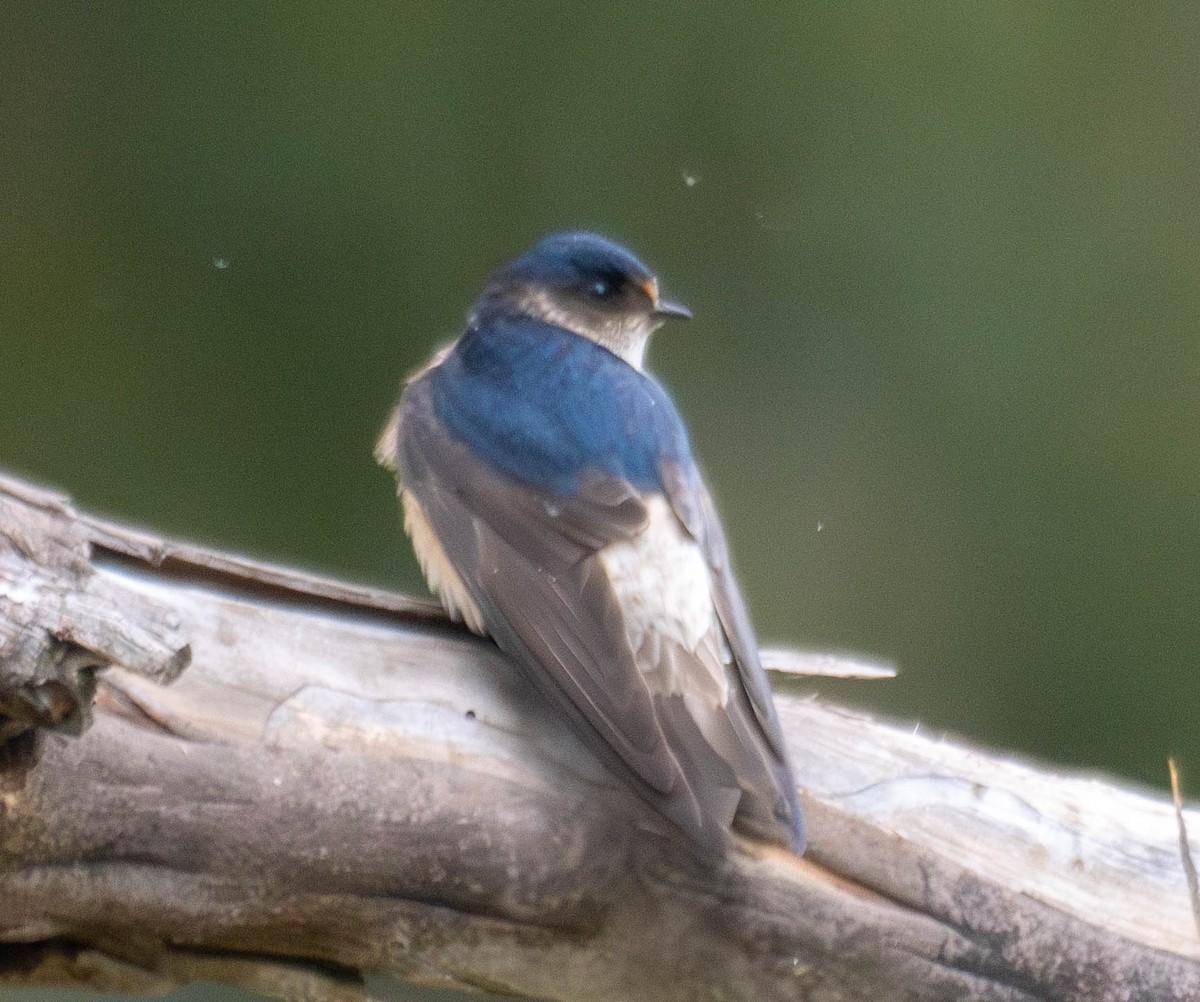 Tree Martin - ML646192310