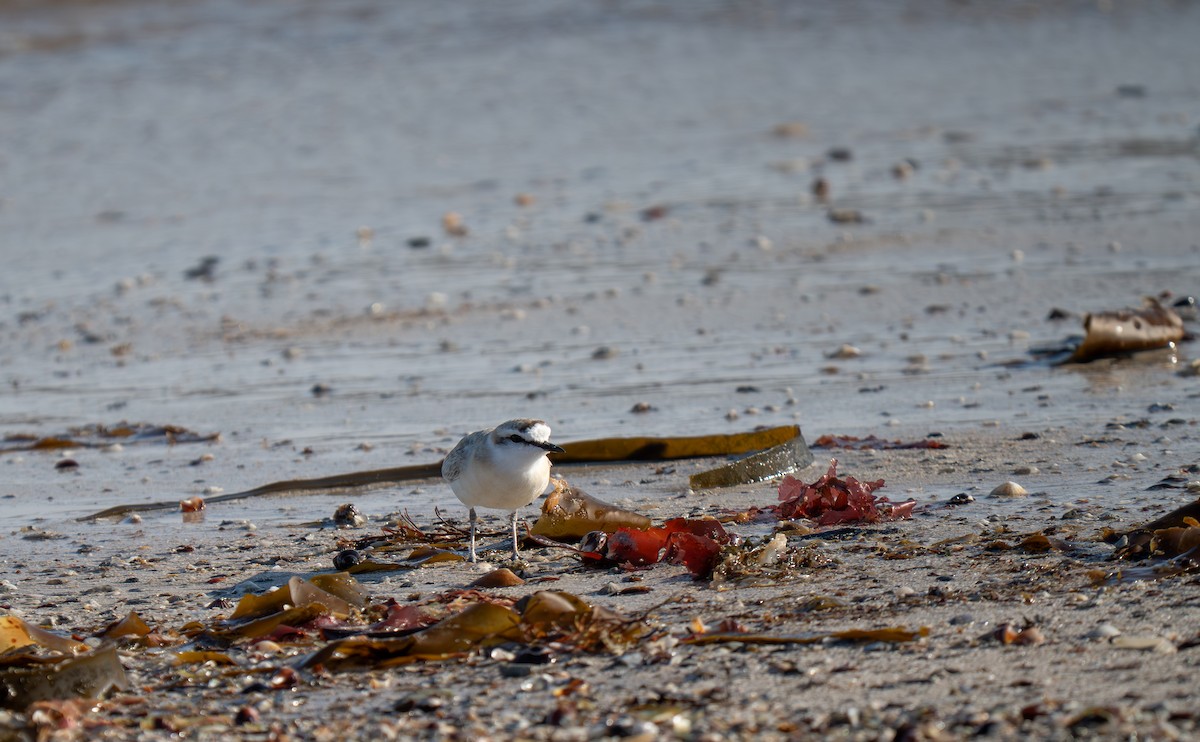 White-fronted Plover - ML646192311