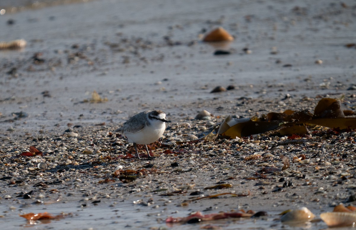 White-fronted Plover - ML646192312