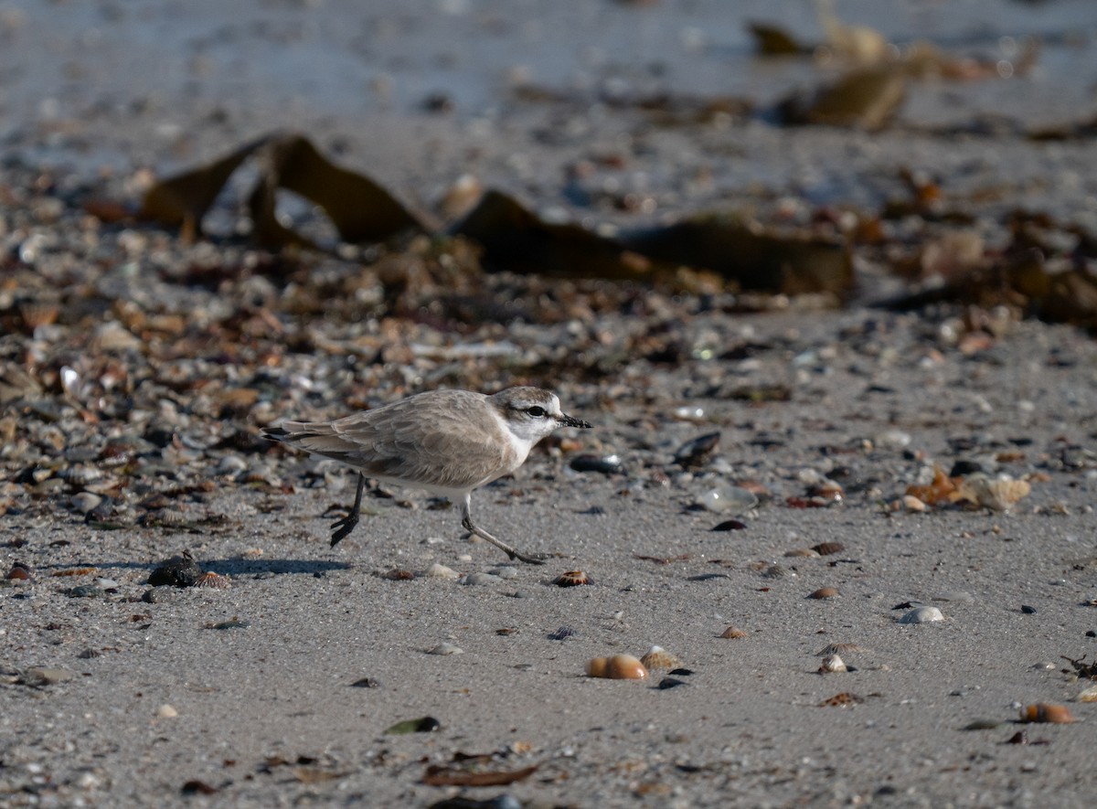 White-fronted Plover - ML646192313