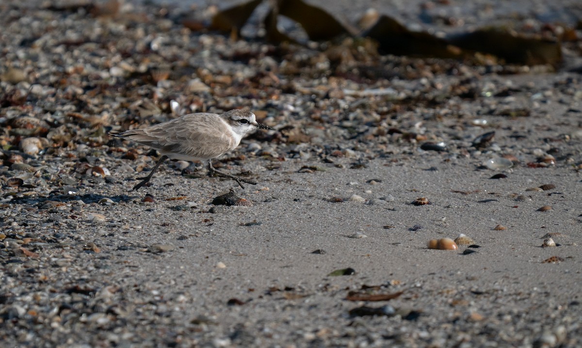 White-fronted Plover - ML646192314