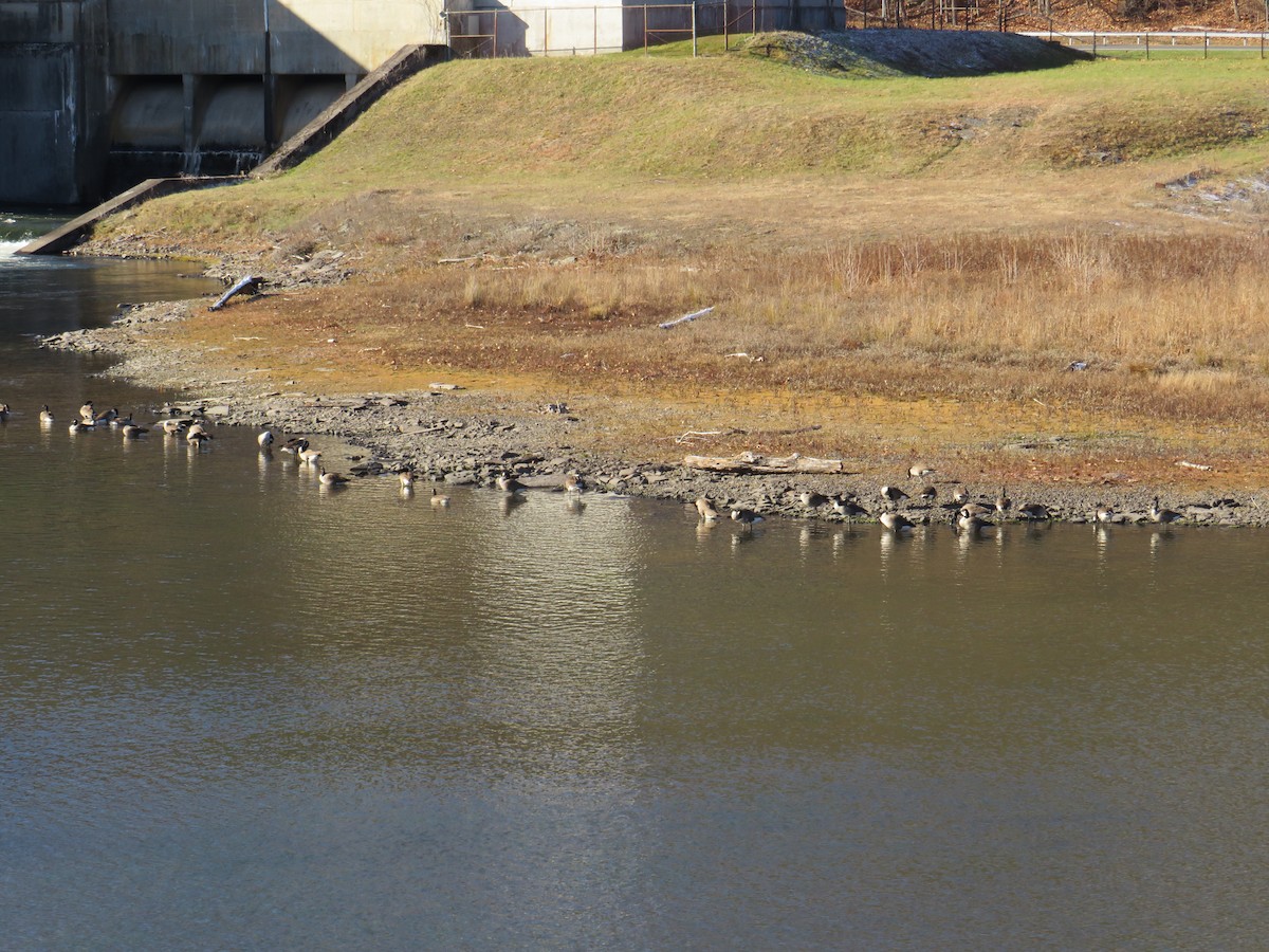 Canada Goose - ML646192318