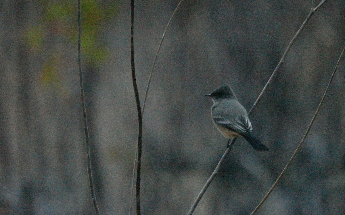 Say's Phoebe - ML646192321