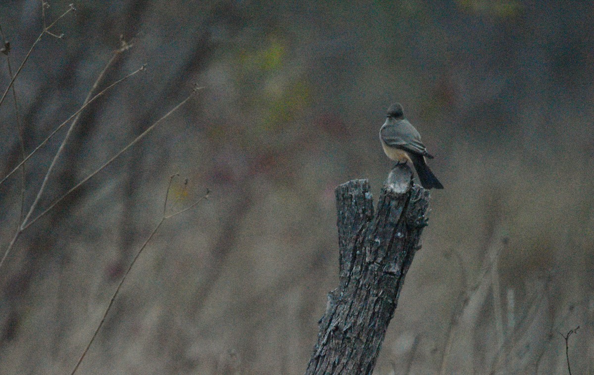 Say's Phoebe - ML646192322
