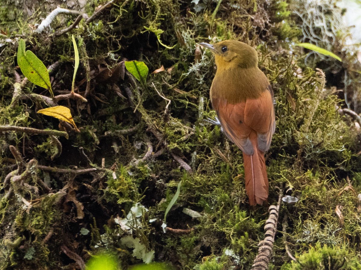 Olivaceous Woodcreeper - ML646192323