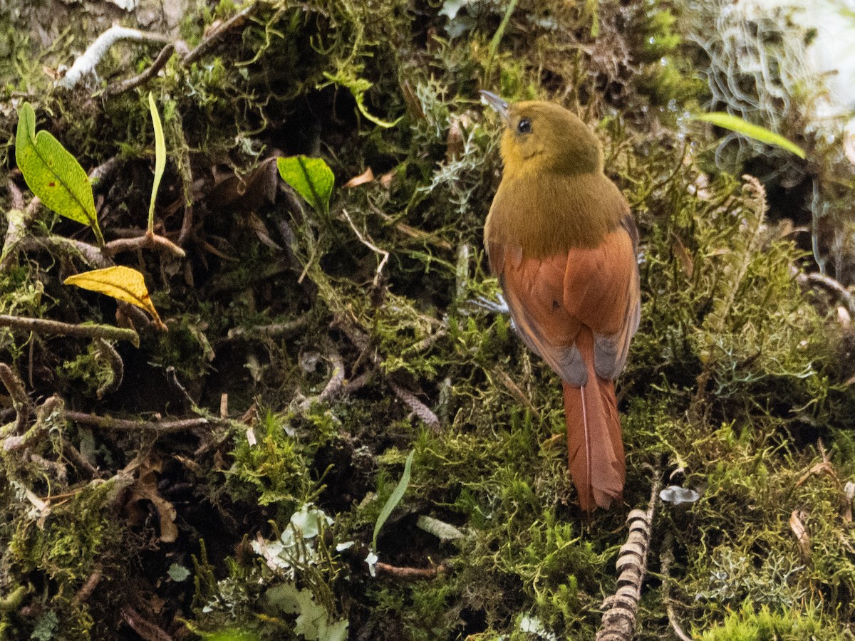 Olivaceous Woodcreeper - ML646192324