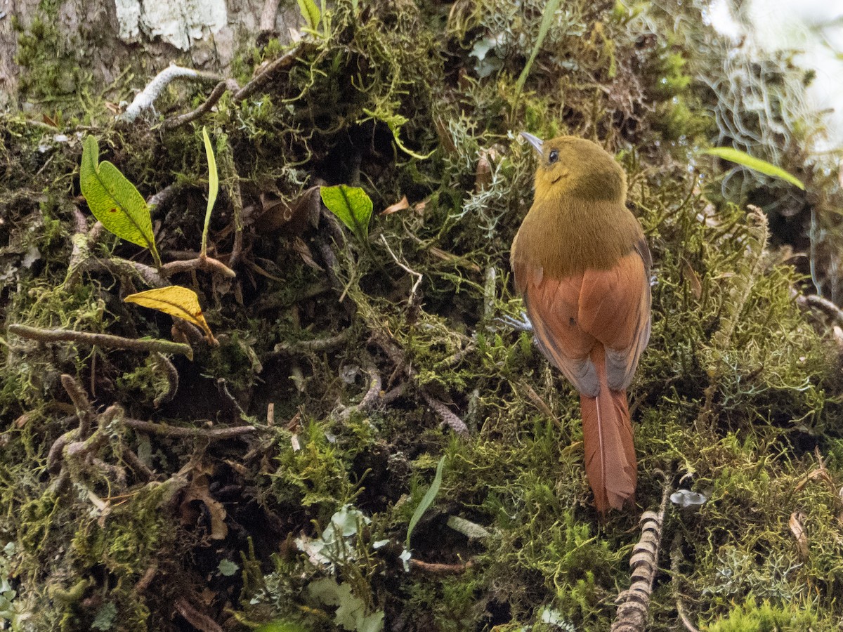 Olivaceous Woodcreeper - ML646192325