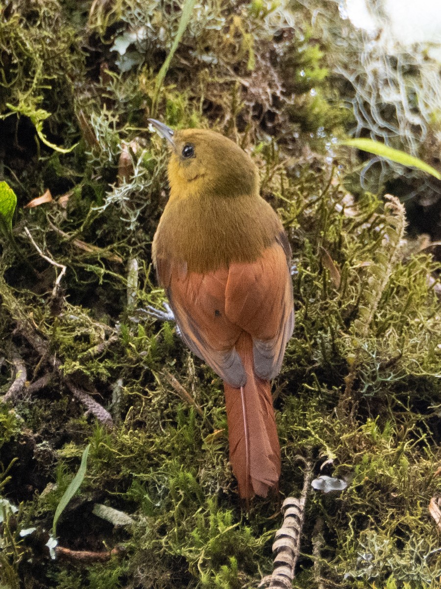 Olivaceous Woodcreeper - ML646192326