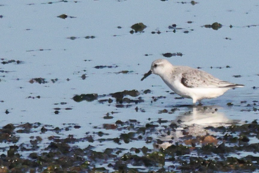 Sanderling - ML646192327