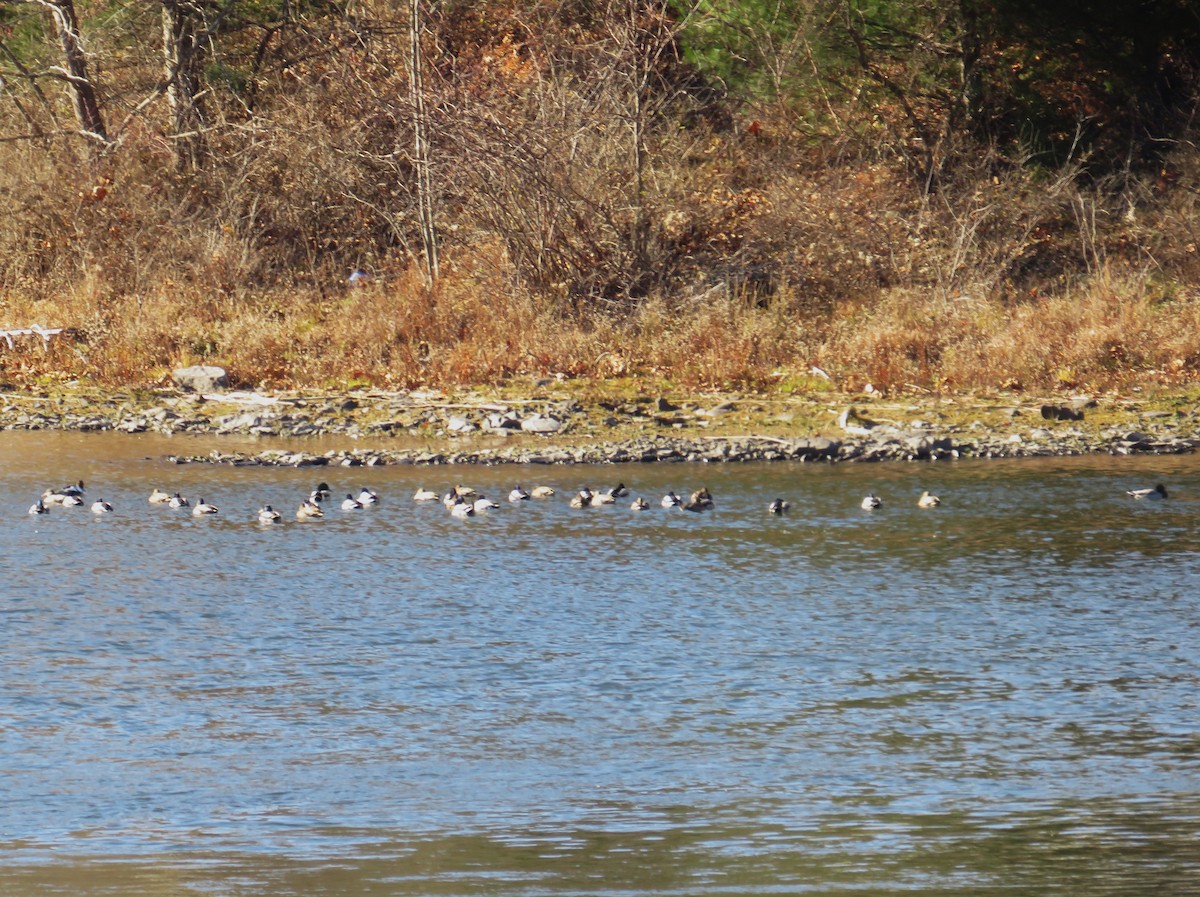 Mallard - ML646192329