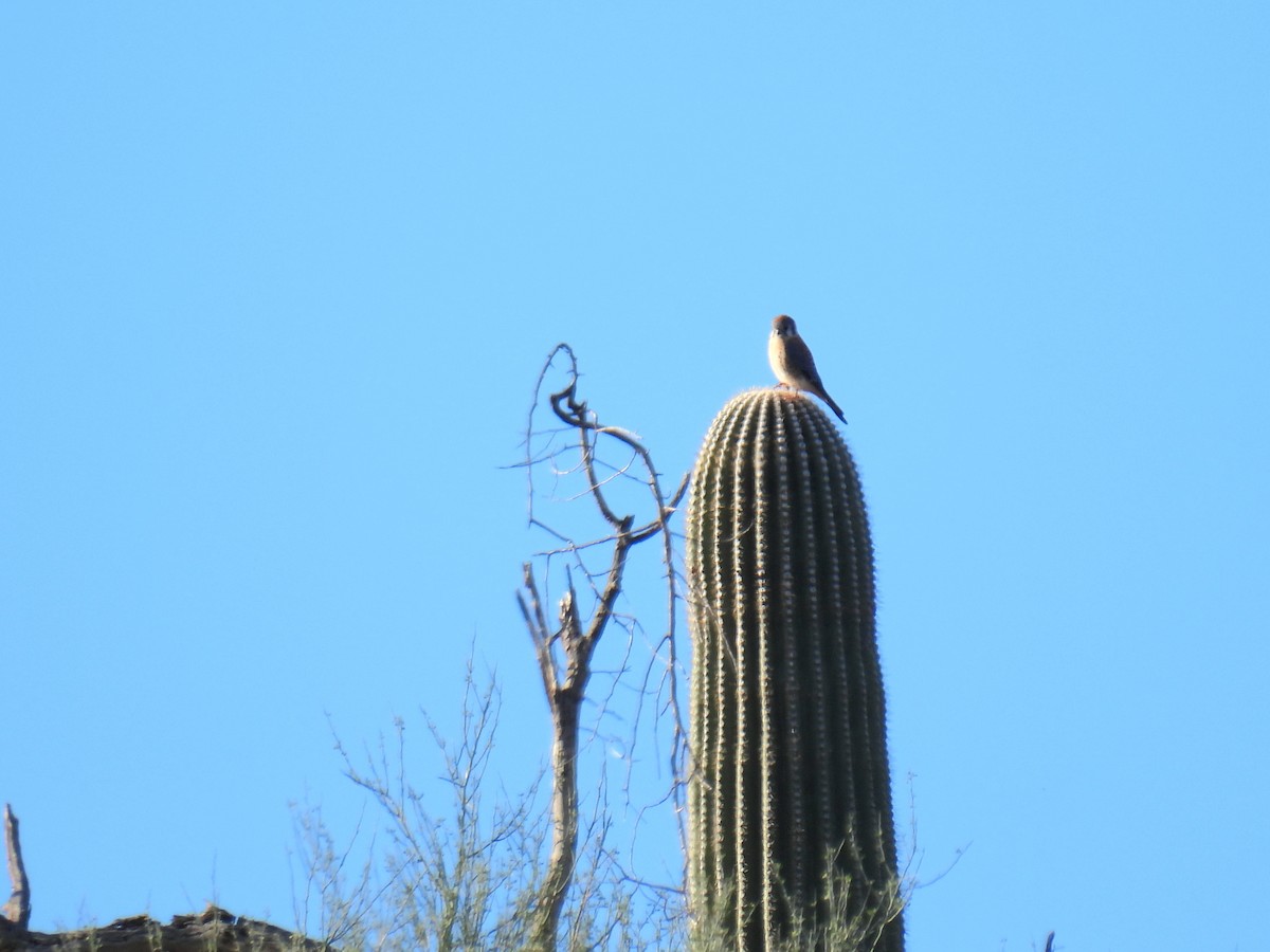 American Kestrel - ML646192330