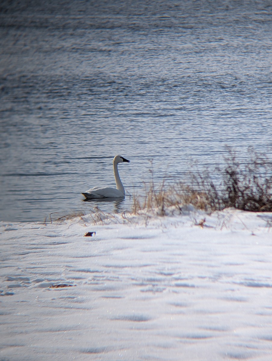 Tundra Swan - ML646192333