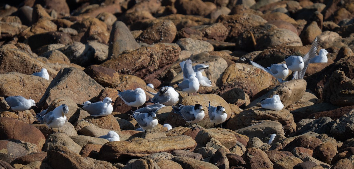 Hartlaub's Gull - ML646192334