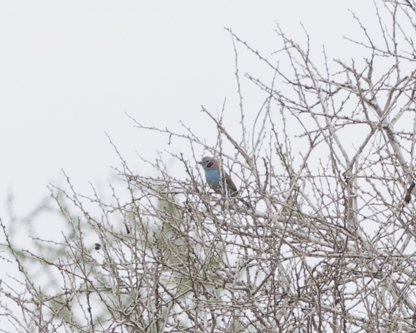 Red-cheeked Cordonbleu - ML646192335