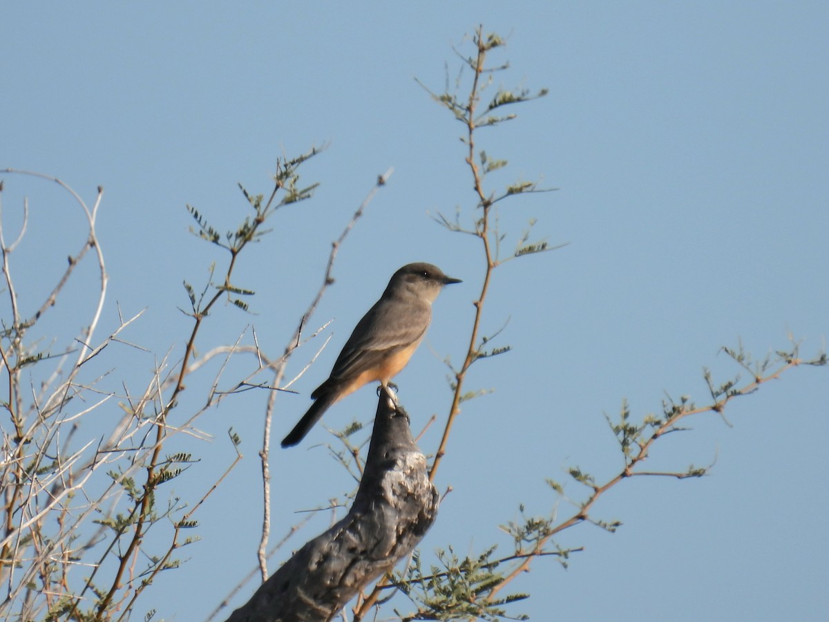 Say's Phoebe - ML646192336