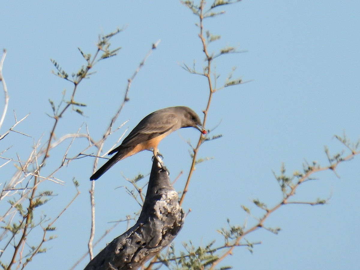 Say's Phoebe - ML646192337