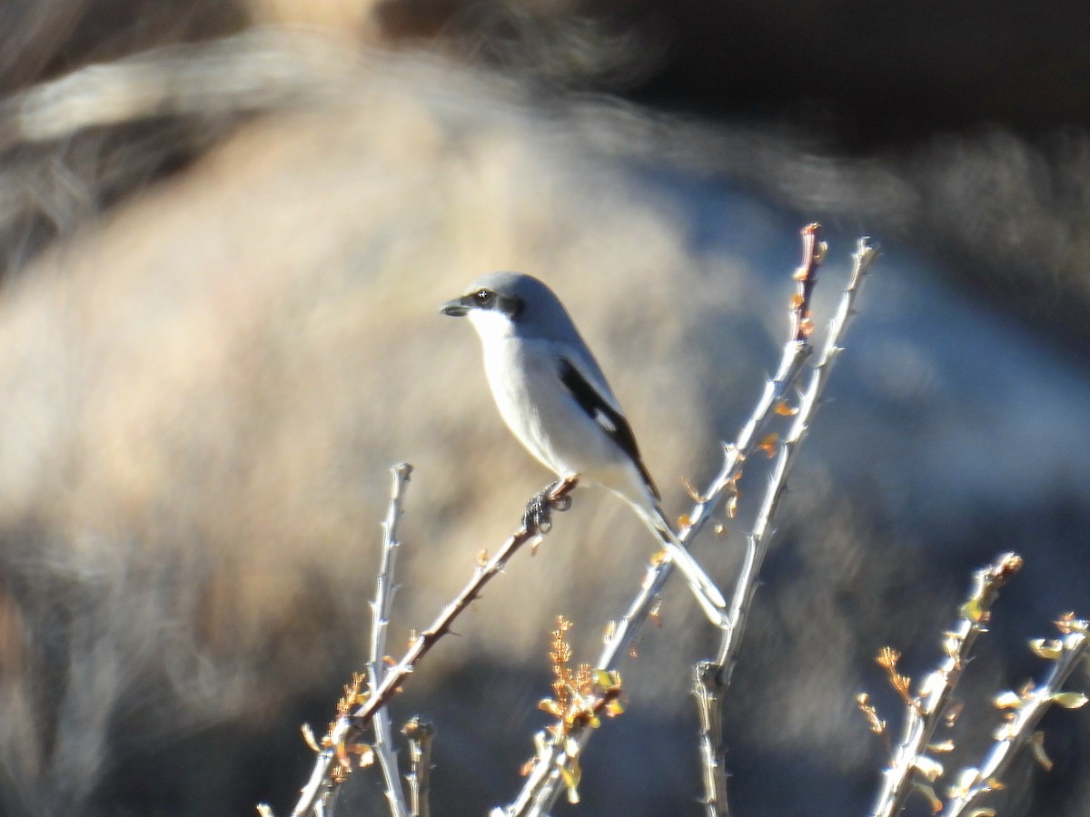 Loggerhead Shrike - ML646192342