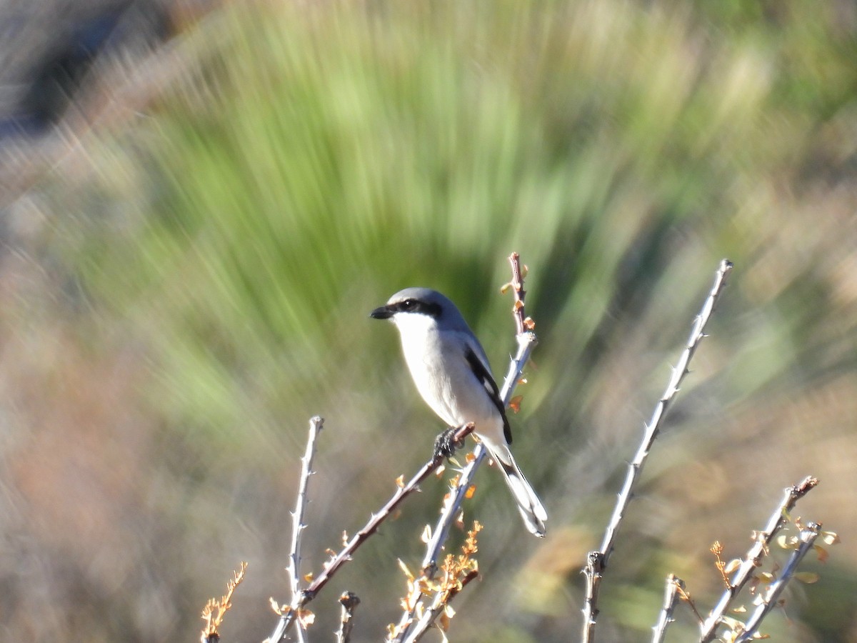 Loggerhead Shrike - ML646192343