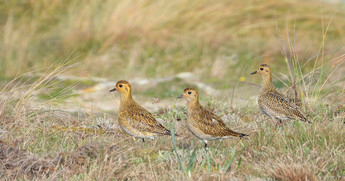 Сивка звичайна - ML646192345