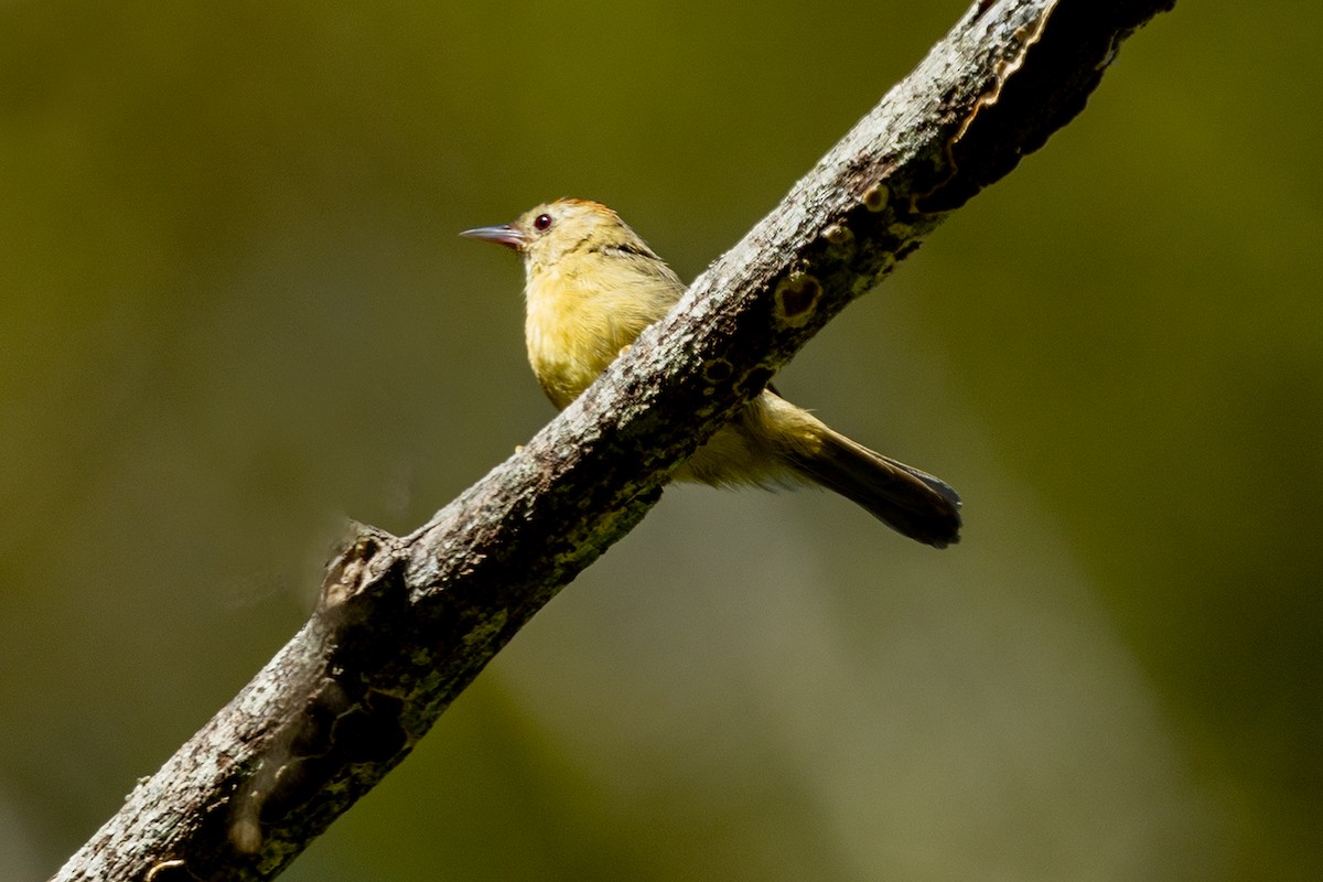 Rufous-fronted Babbler - ML646192348