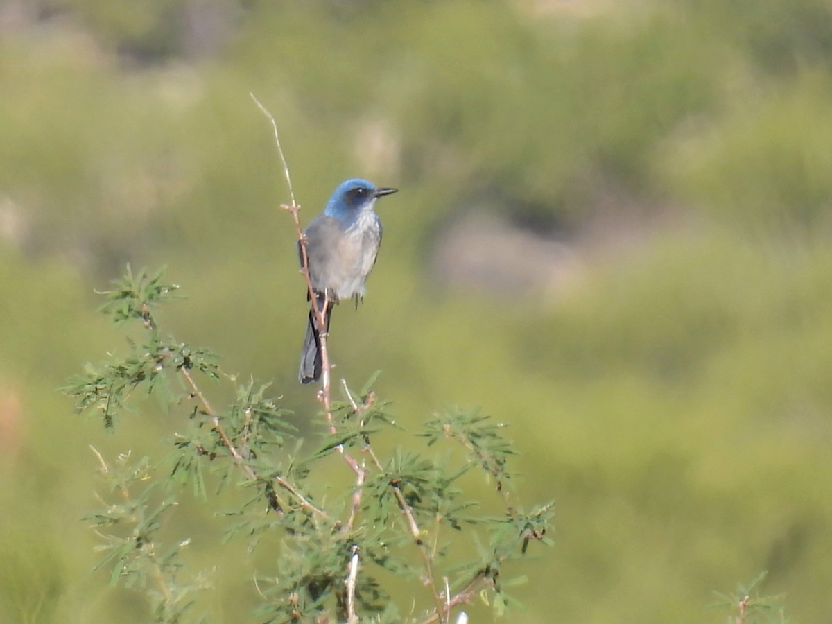 Woodhouse's Scrub-Jay - ML646192352
