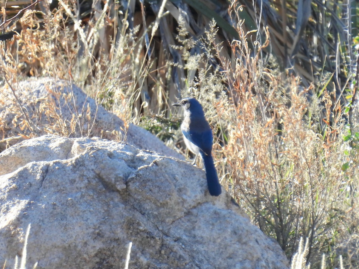 Woodhouse's Scrub-Jay - ML646192353