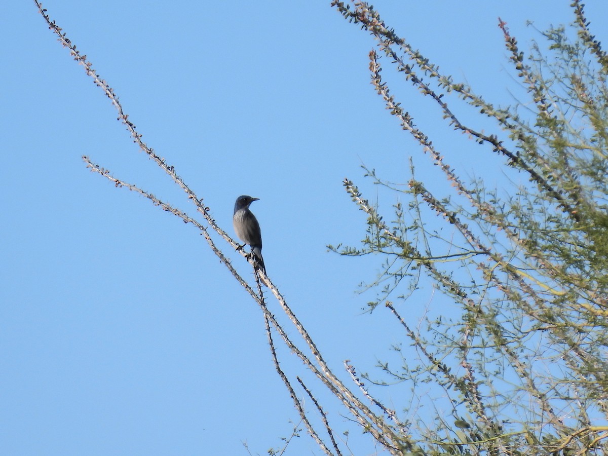 Woodhouse's Scrub-Jay - ML646192354