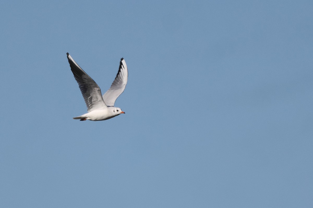 Black-headed Gull - ML646192355