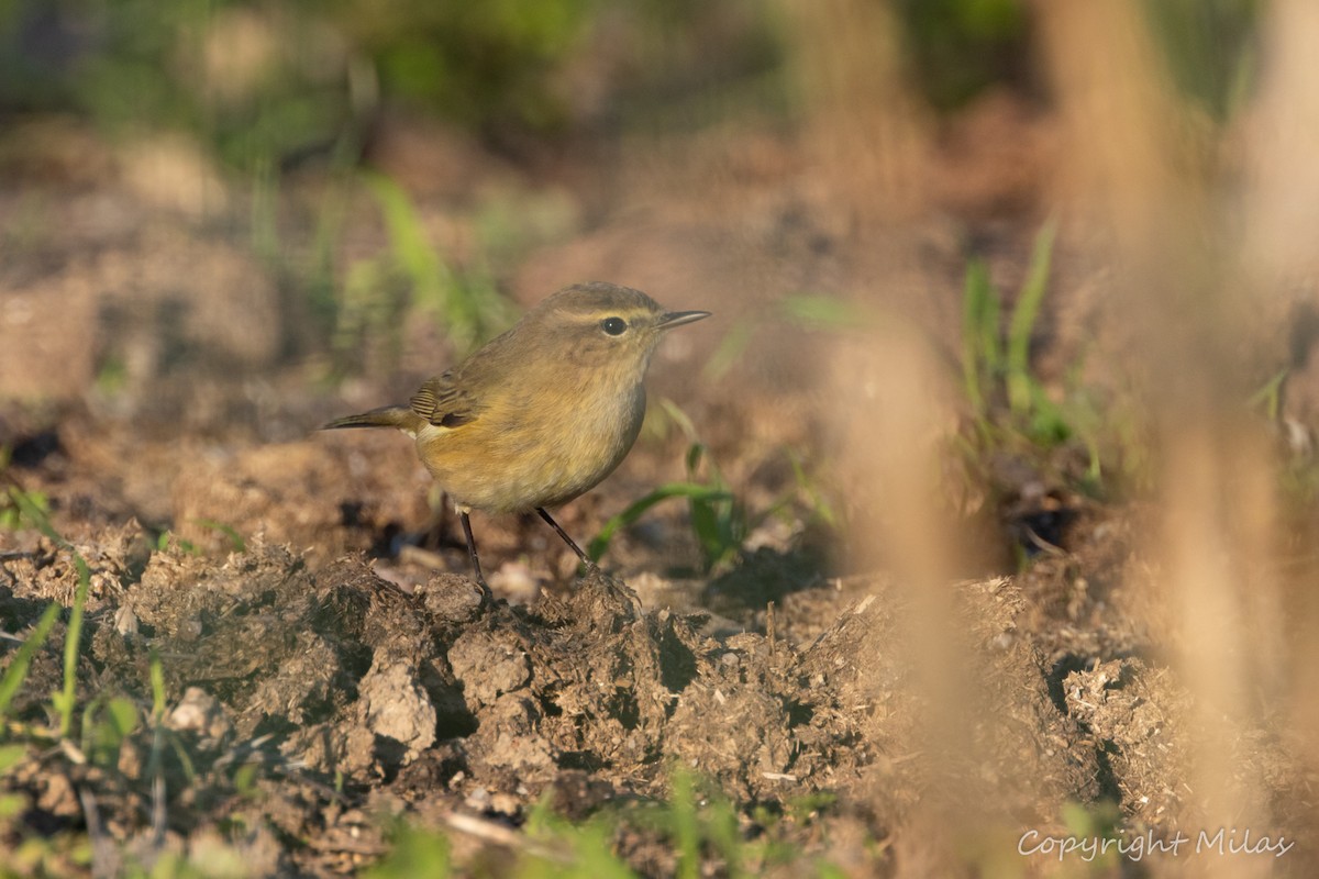 budníček menší - ML646192356