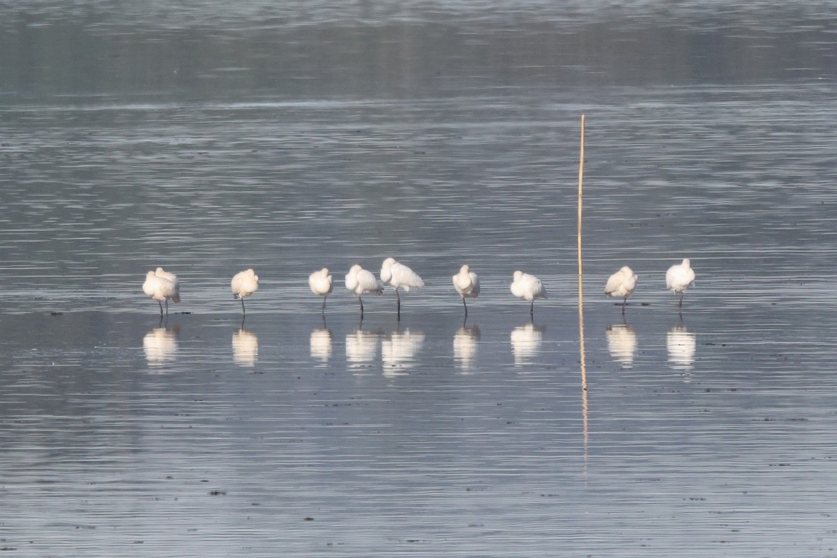 Greater Flamingo - ML646192361