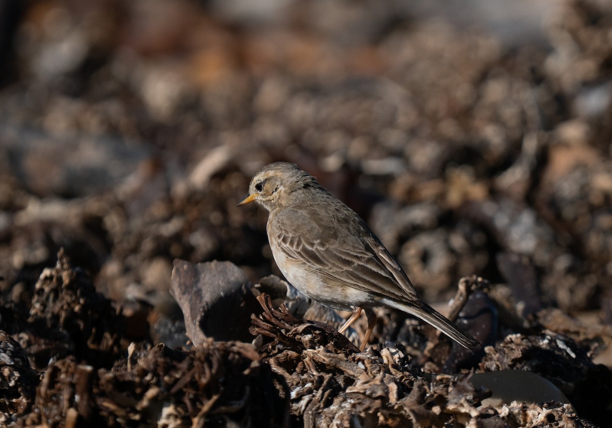 Plain-backed Pipit - ML646192363