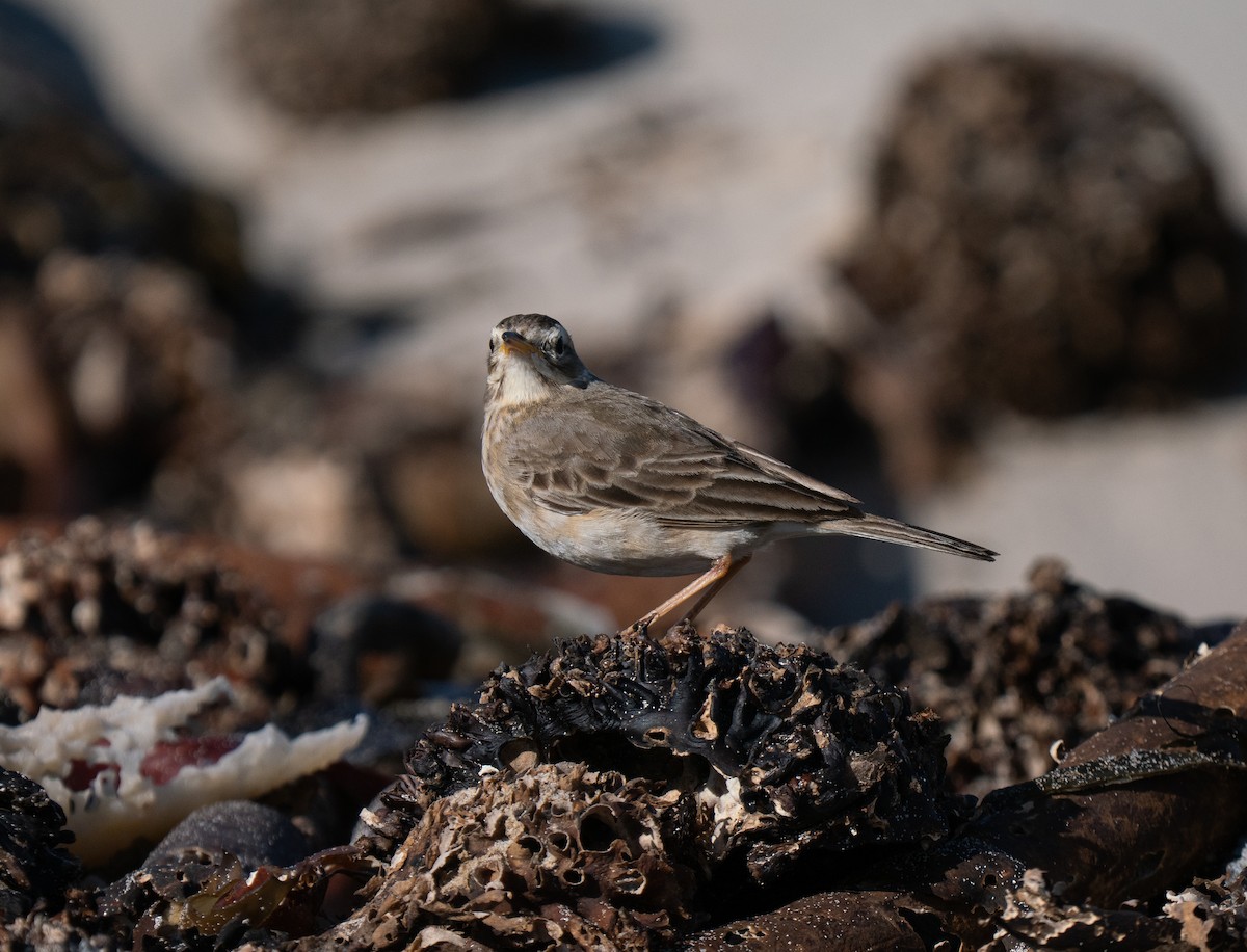 Plain-backed Pipit - ML646192364
