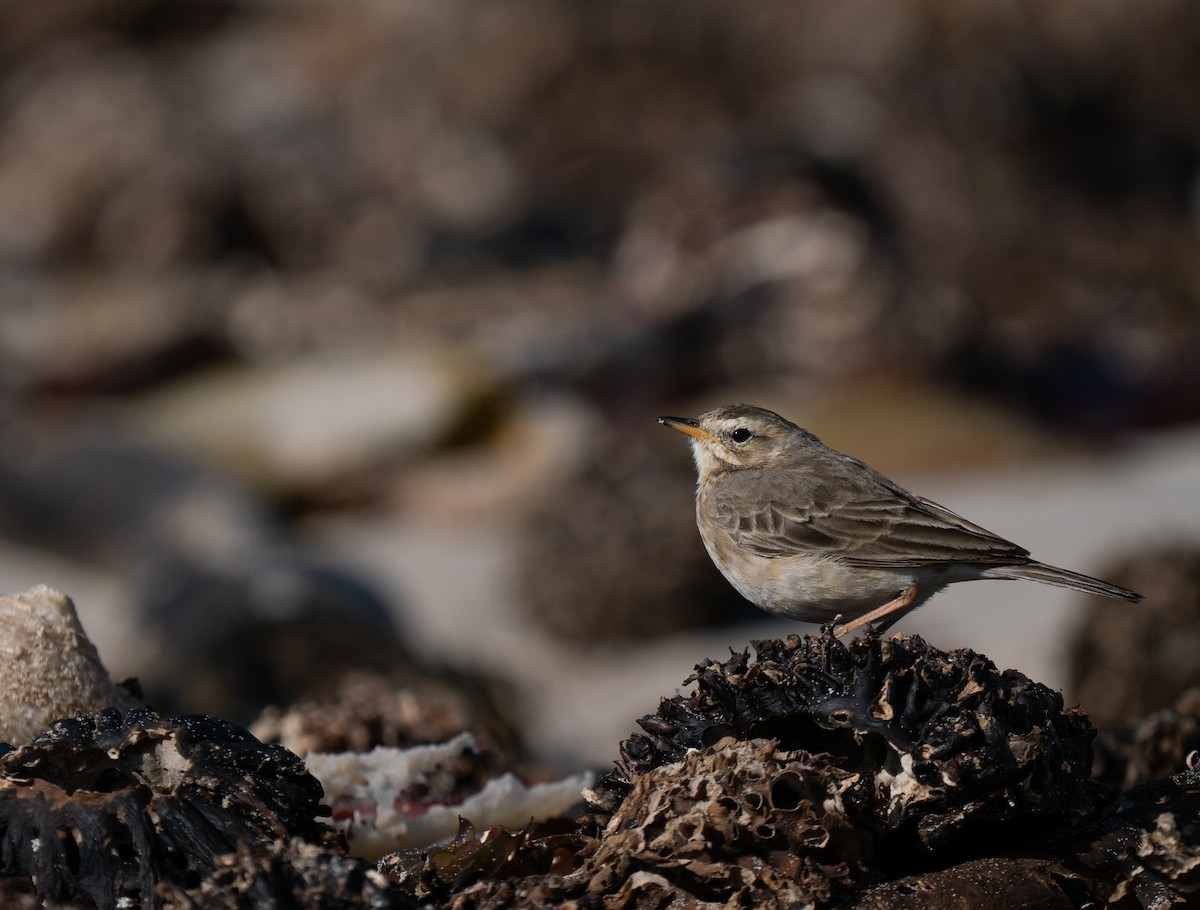 Plain-backed Pipit - ML646192365