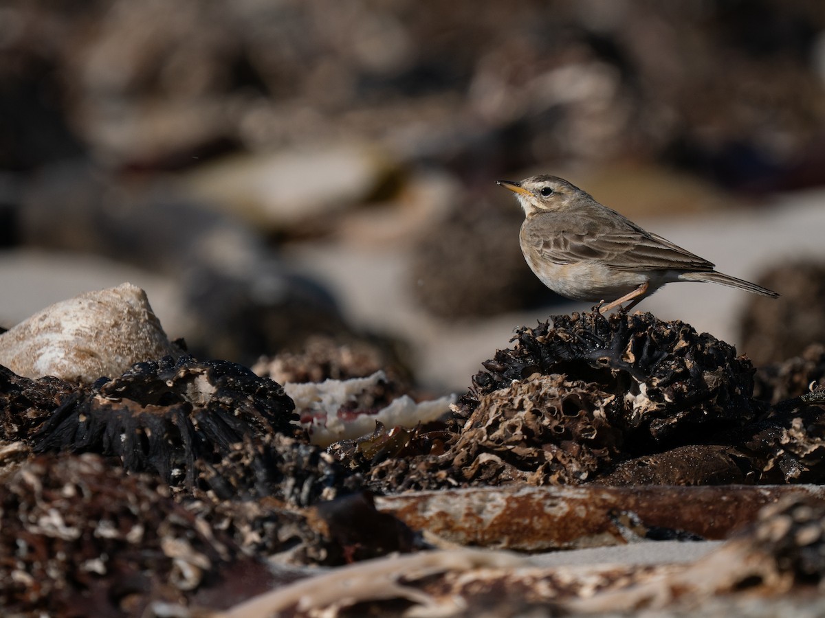 Plain-backed Pipit - ML646192366