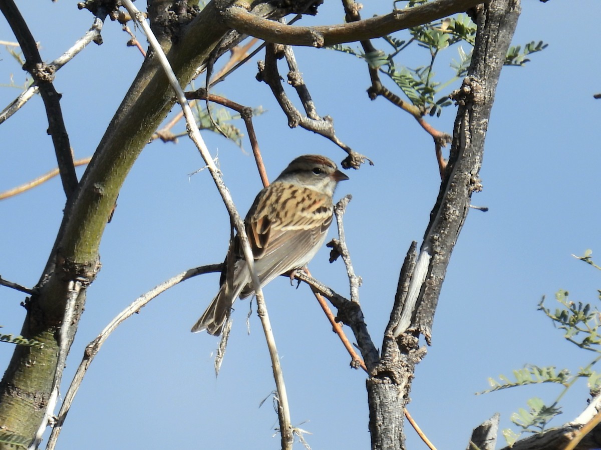 Chipping Sparrow - ML646192367