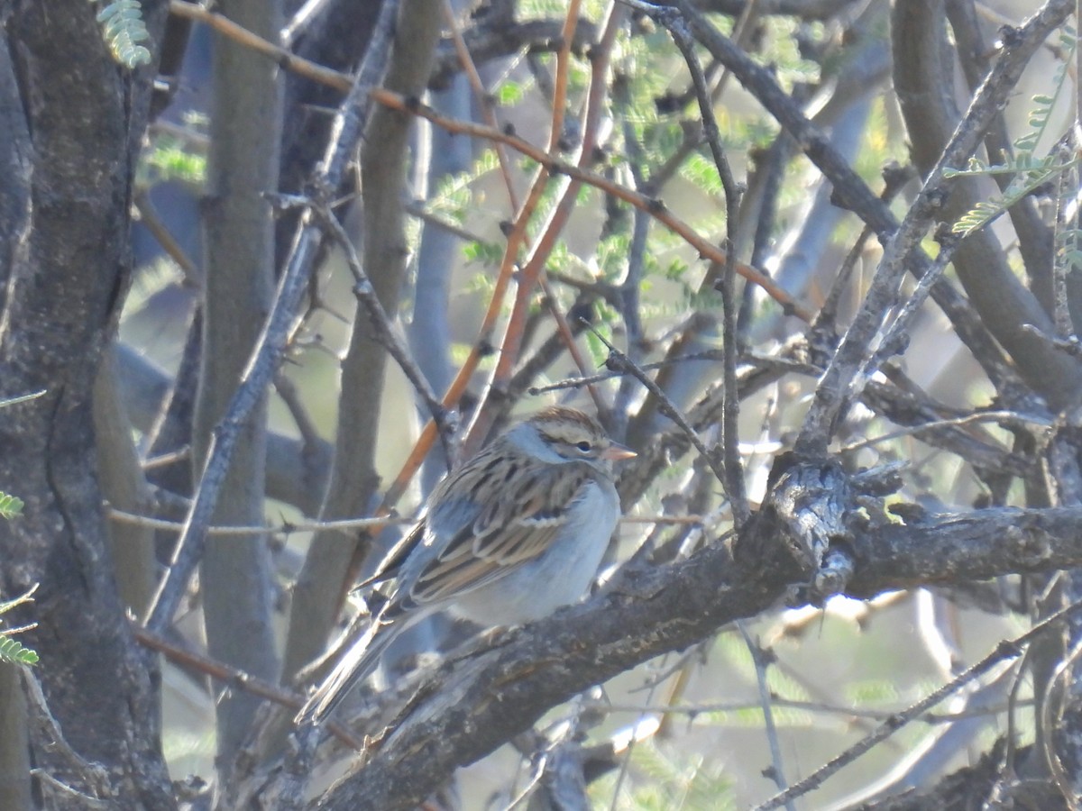 Chipping Sparrow - ML646192368
