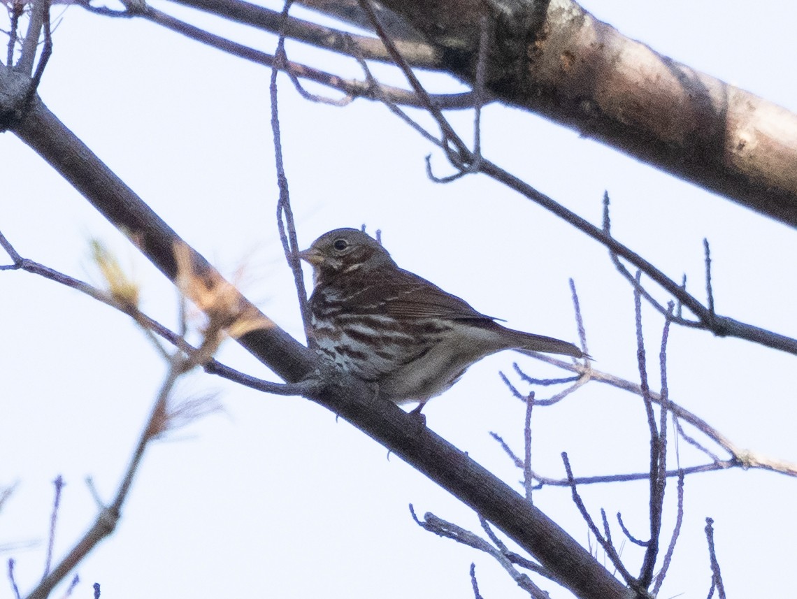 Fox Sparrow - ML646192369