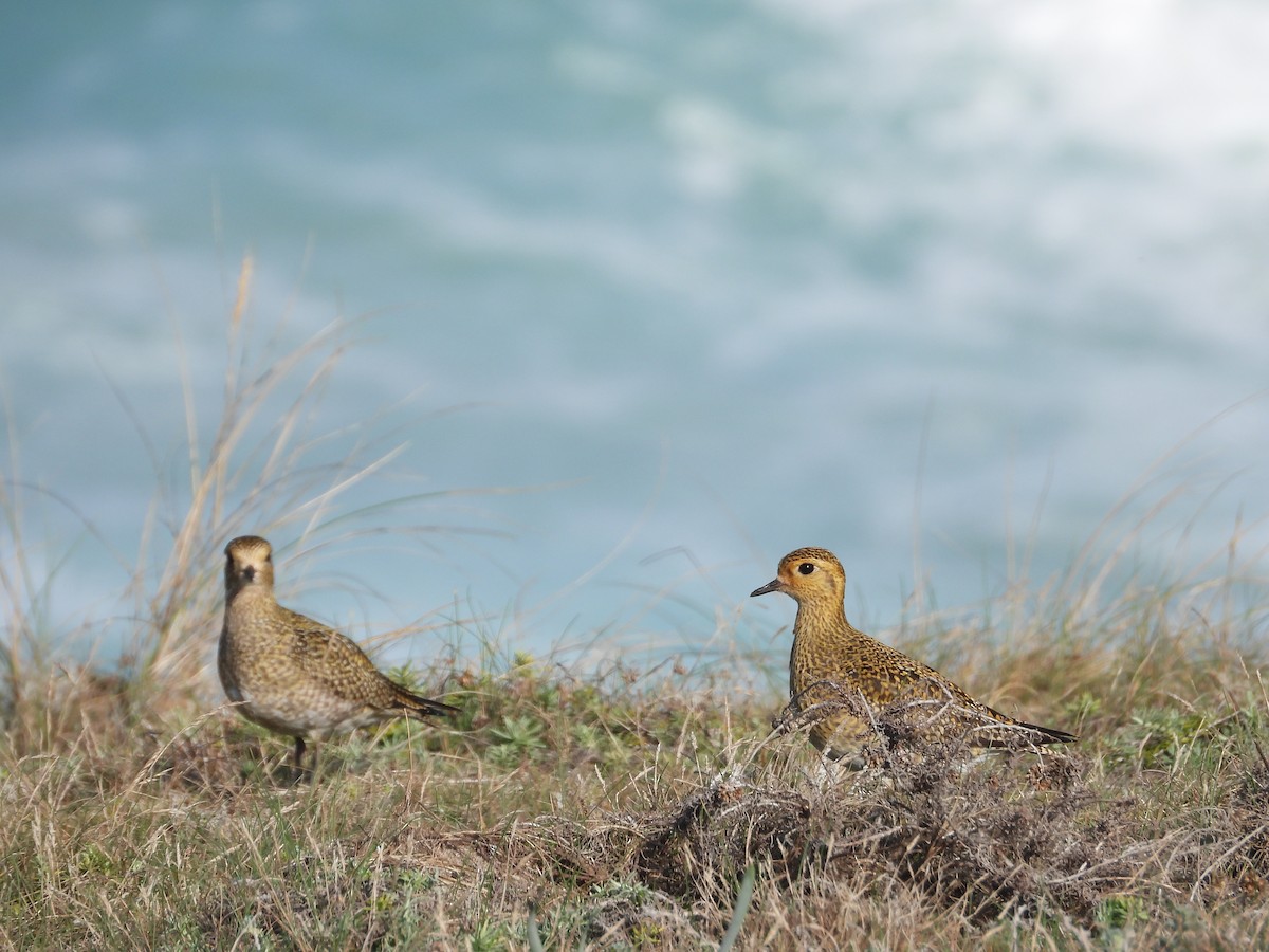 European Golden-Plover - ML646192370
