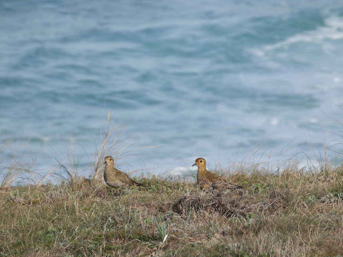 European Golden-Plover - ML646192371
