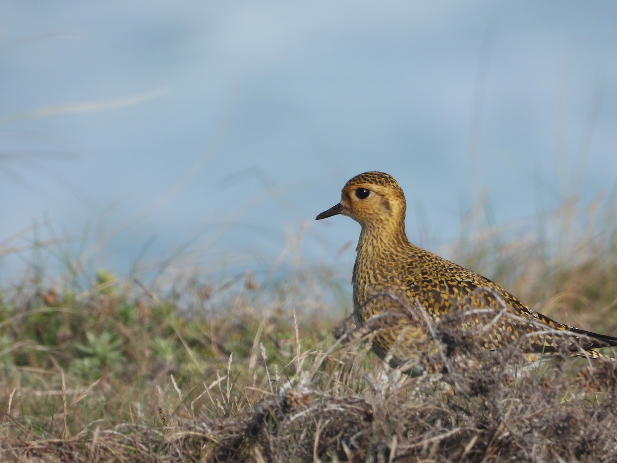 European Golden-Plover - ML646192372