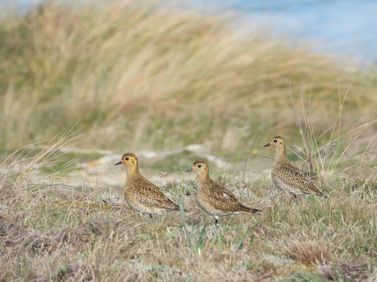 European Golden-Plover - ML646192373