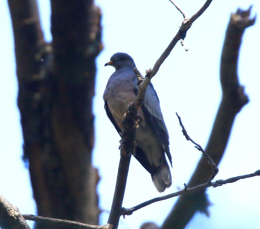 Band-tailed Pigeon - ML646192374
