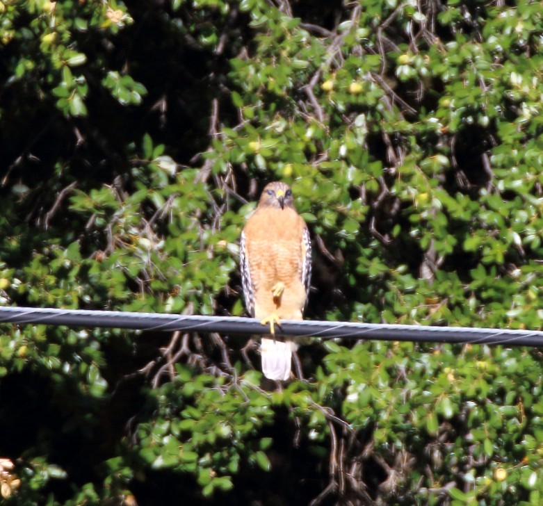 Red-shouldered Hawk - ML646192375