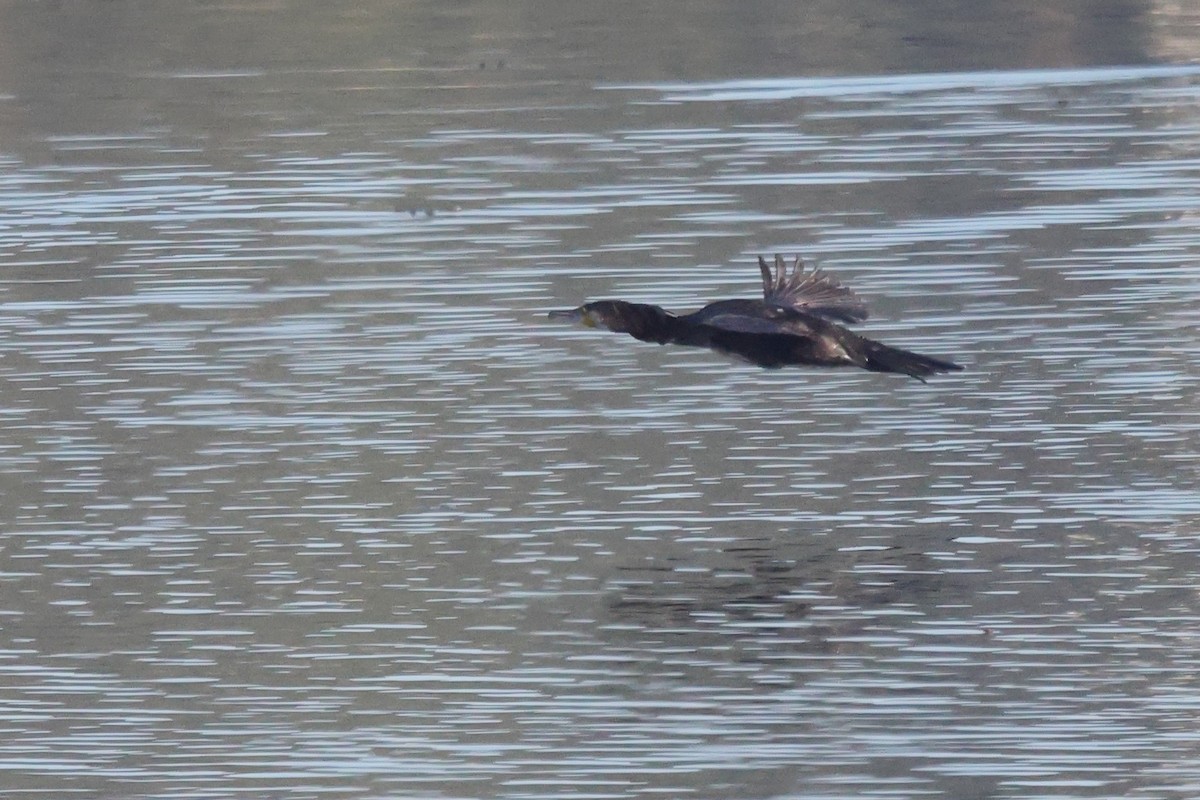 Great Cormorant - ML646192377