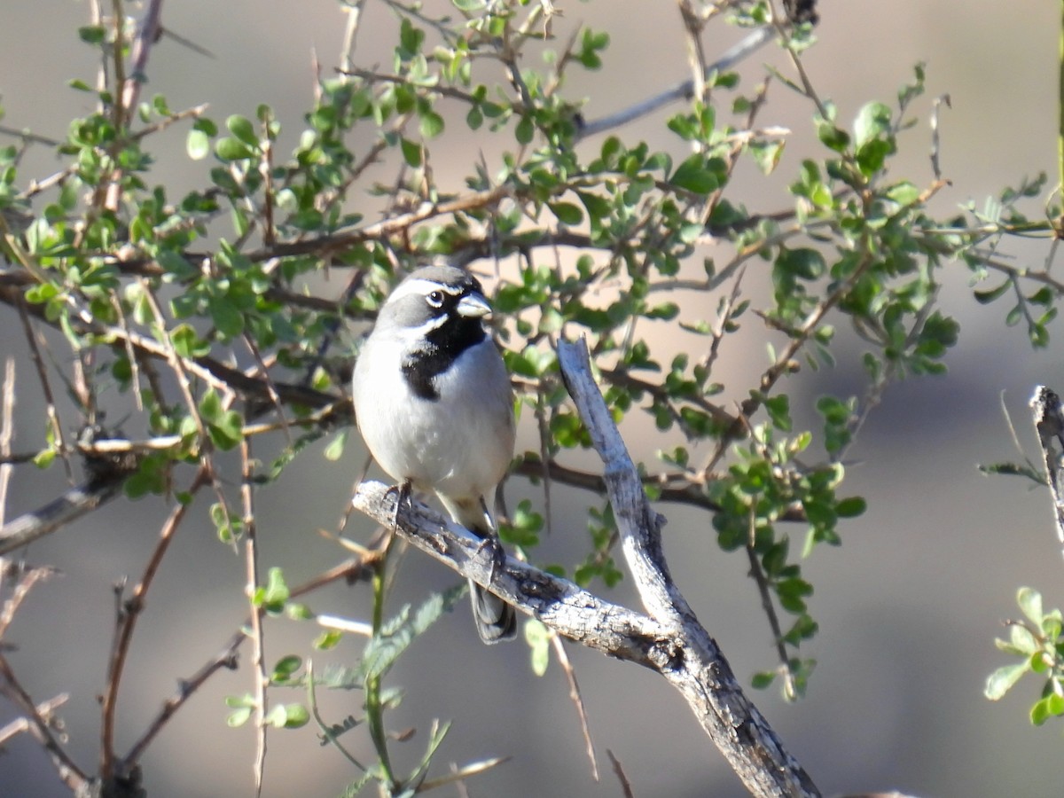 Black-throated Sparrow - ML646192379