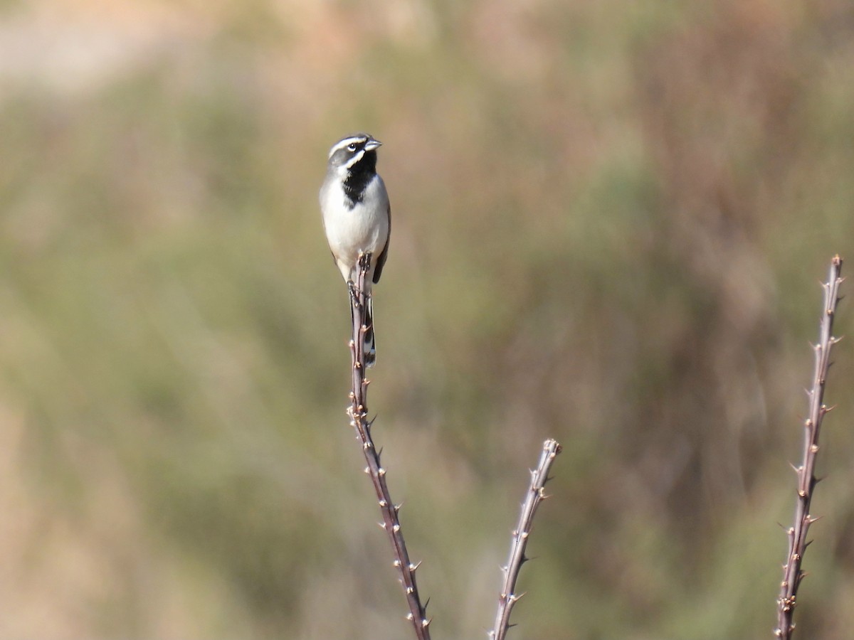 Black-throated Sparrow - ML646192380